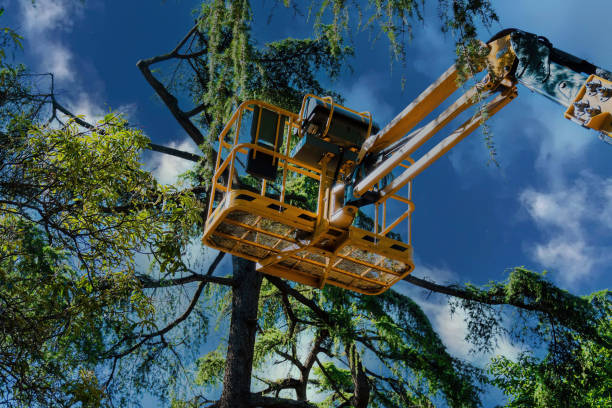 Best Palm Tree Trimming  in Lake Park, FL